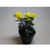 画像1: 寒菊 (1)