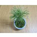 画像5: 黒松(1)(鉢植え) (5)