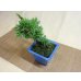 画像4: 糸魚川真柏(鉢植え) (4)