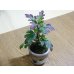 画像3: 寒菊(1本鉢植え) (3)