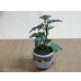 画像2: 寒菊(1本鉢植え) (2)