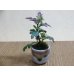 画像1: 寒菊(1本鉢植え) (1)