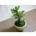 画像3: 蝦夷松(鉢植え) (3)