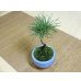 画像4: 黒松(1)(鉢植え) (4)