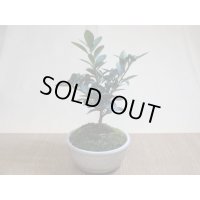 キンズ(鉢植え)