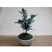 画像1: キンズ(鉢植え) (1)