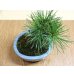 画像5: 黒松(2)(鉢植え) (5)