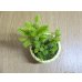画像5: 蝦夷松(鉢植え) (5)
