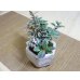 画像4: 斑入コケモモ(鉢植え) (4)