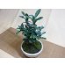 画像5: キンズ(鉢植え) (5)