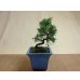 画像2: 糸魚川真柏(鉢植え) (2)