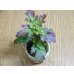 画像5: 寒菊(1本鉢植え) (5)