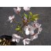 画像4: 御殿場桜(1) (4)