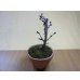 画像2: 御殿場桜(鉢植え) (2)