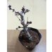 画像1: 御殿場桜(3) (1)