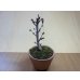画像1: 御殿場桜(鉢植え) (1)