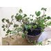 画像2: 獅子葉ツタ(鉢植え) (2)