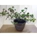 画像1: 獅子葉ツタ(鉢植え) (1)