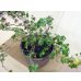 画像3: 獅子葉ツタ(鉢植え) (3)