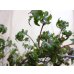 画像5: 獅子葉ツタ(鉢植え) (5)