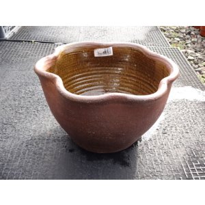 画像1: 睡蓮鉢(18)