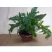 画像1: 石化トキワシノブ (1)