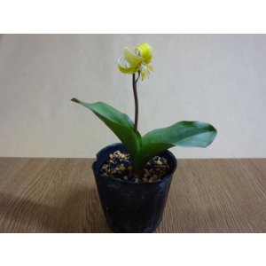画像3: 黄花カタクリ