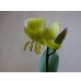 画像5: 黄花カタクリ (5)