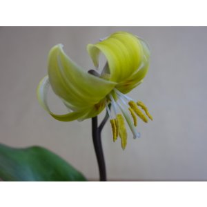 画像4: 黄花カタクリ