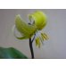 画像4: 黄花カタクリ (4)