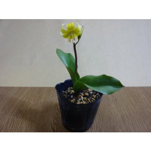 画像2: 黄花カタクリ