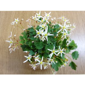 画像2: 那智小葉大文字草