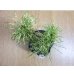 画像3: 斑入五葉松 花火(4) (3)