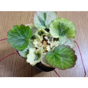 画像2: 斑入ユキノシタ 七変化