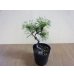 画像2: 斑入五葉松 花火(5) (2)
