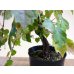 画像4: 斑入夏ヅタ(5) (4)