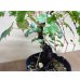 画像4: 斑入夏ヅタ(2) (4)