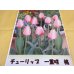 画像1: チューリップ球根 一重咲 桃 (1)