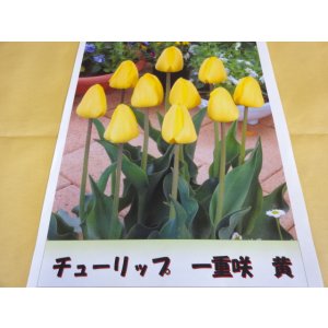 画像1: チューリップ球根 一重咲 黄