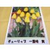 画像1: チューリップ球根 一重咲 黄 (1)