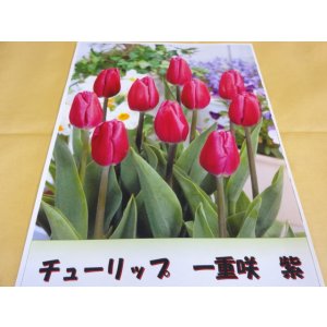 画像1: チューリップ球根 一重咲 紫