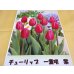 画像1: チューリップ球根 一重咲 紫 (1)