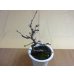 画像2: 十月桜(1) (2)