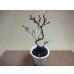 画像2: 十月桜(3) (2)