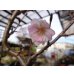 画像4: 十月桜(4) (4)