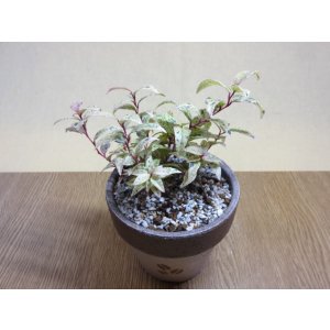 画像2: セイヨウイワナンテン フロマージュ