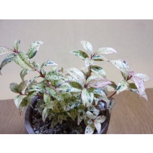 画像4: セイヨウイワナンテン フロマージュ