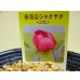 画像2: 赤花山シャクヤク 2芽(5) (2)