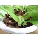 画像3: 絞り咲イワタバコ 紫の上(5) (3)
