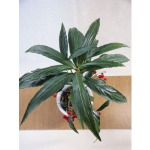 画像2: 縮緬百両(赤実)